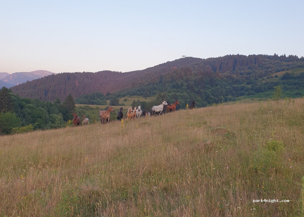 (2020) Govedartsi - — foto 4