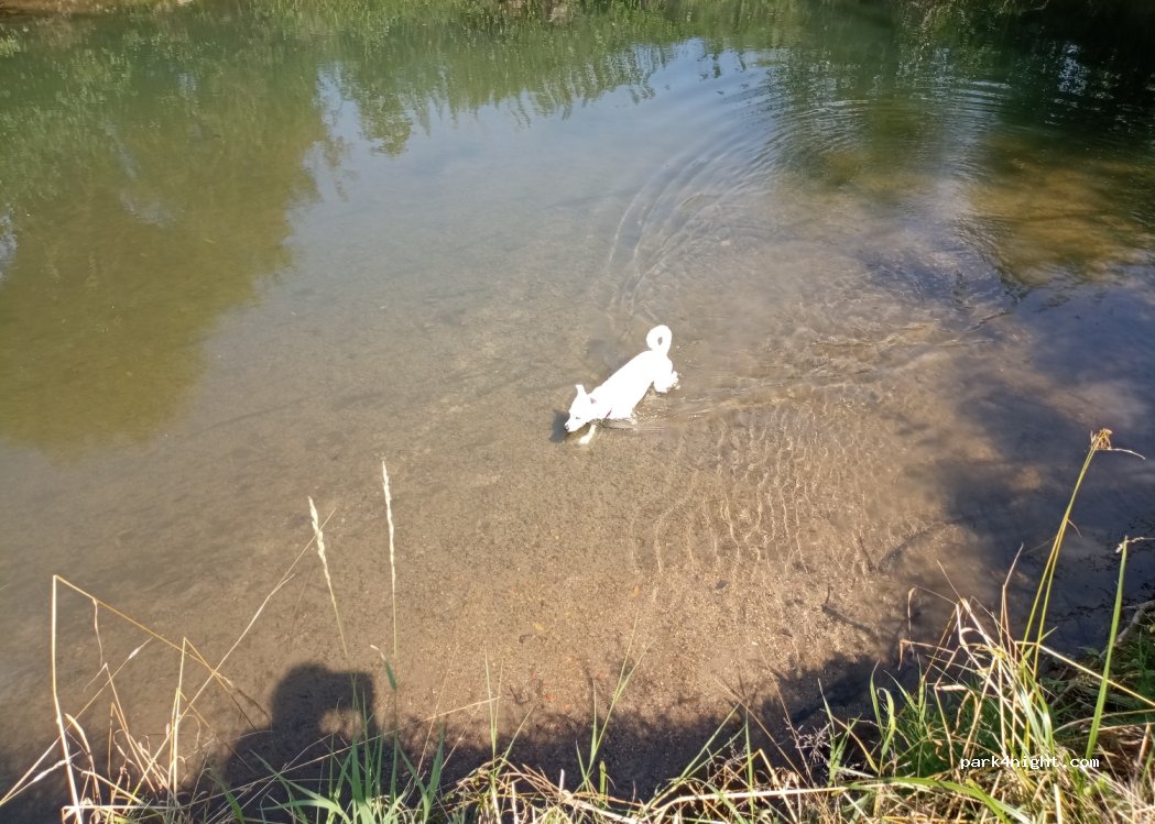 (33034) Brakel - 1 Krummfußkämpe — foto 3