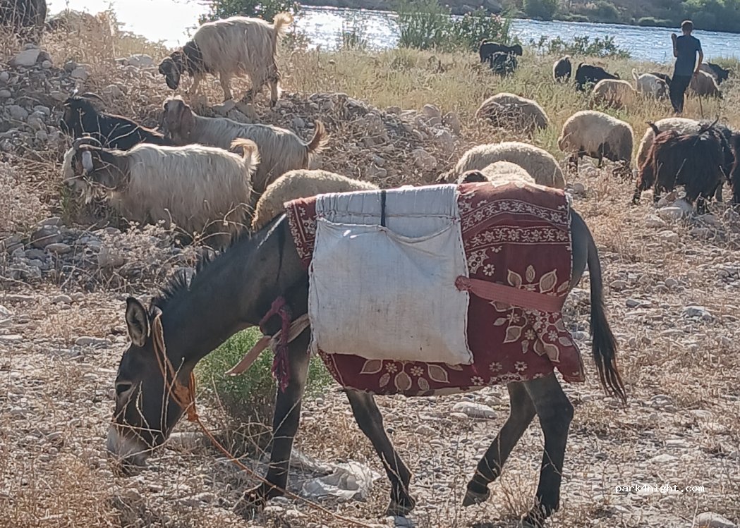 (73202) Kurtuluş - — foto 3