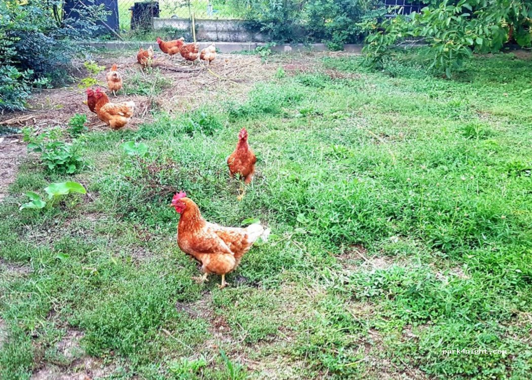 Ancienne Ferme du Grand Breton — foto 4