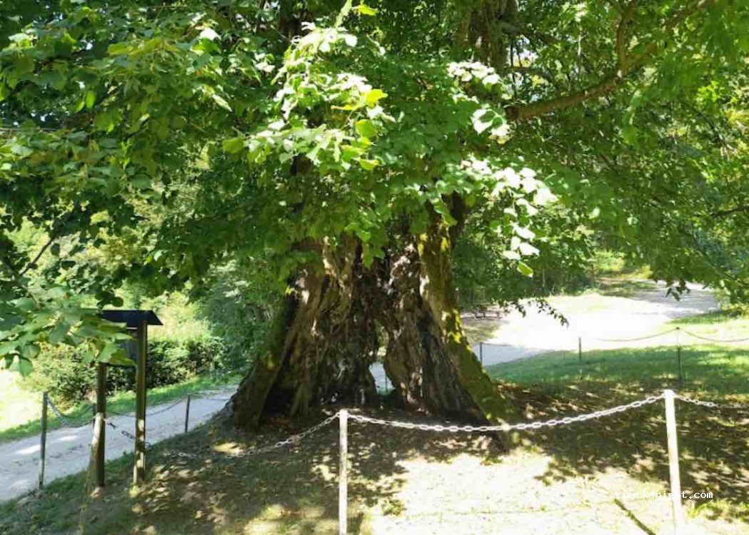 (25530) Vercel-Villedieu-le-Camp - Unnamed Road — foto