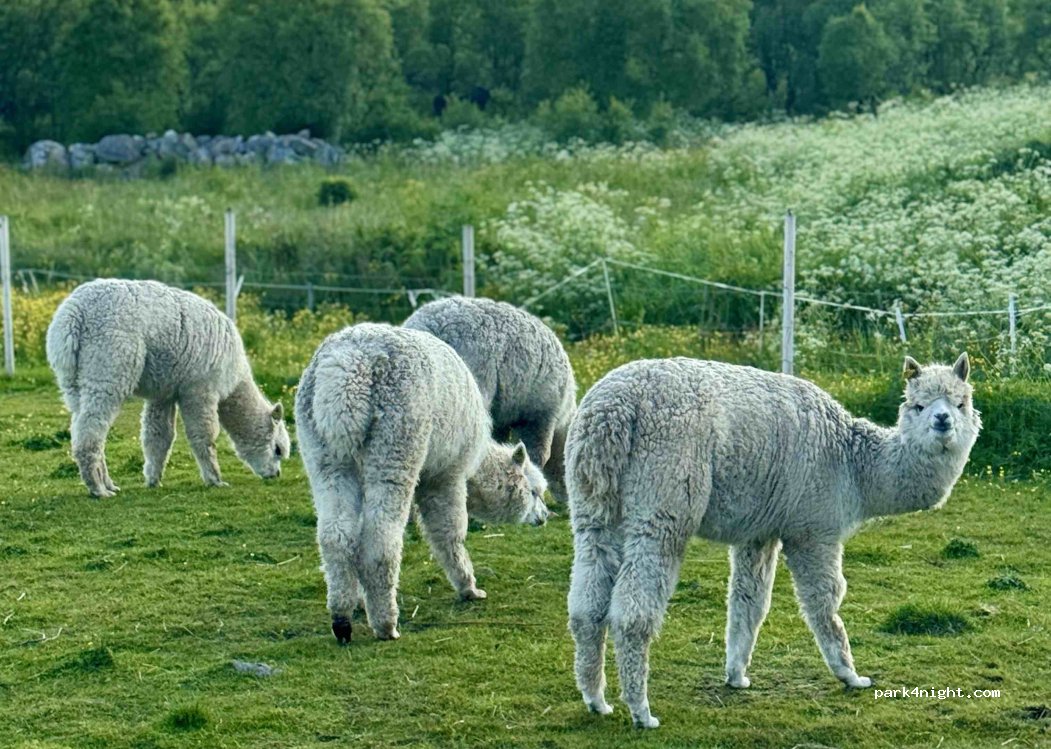 Bjørkengen Gård — foto 3