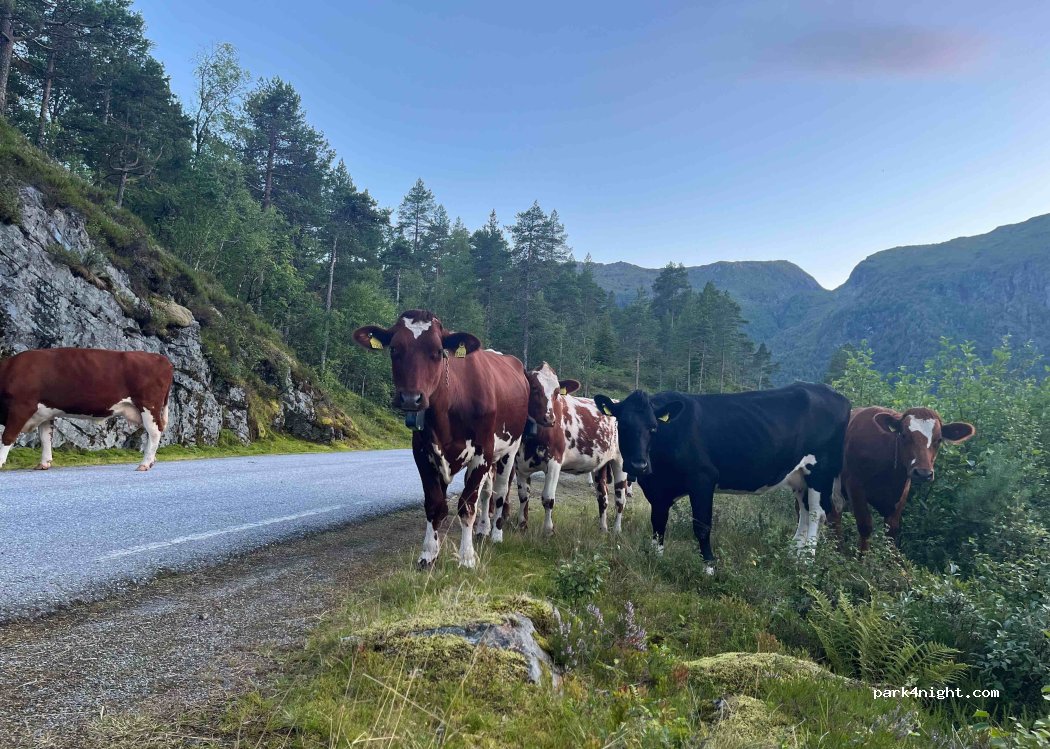(6829) Hyen - 18 Primær Fylkesveg 615 — foto