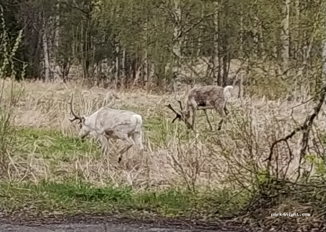 (933 31) Arvidsjaur - 28 Borgargatan — foto 5