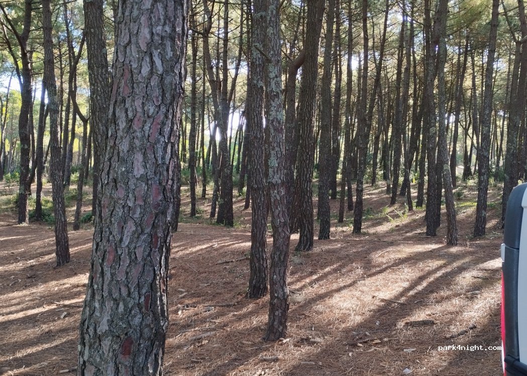 (17570) Les Mathes - Unnamed Road — foto