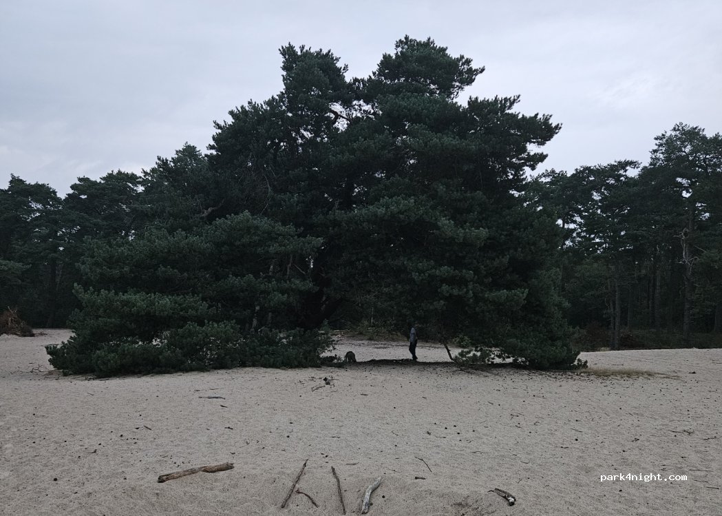 (7731) Ommen - Eerderveldweg — foto 4