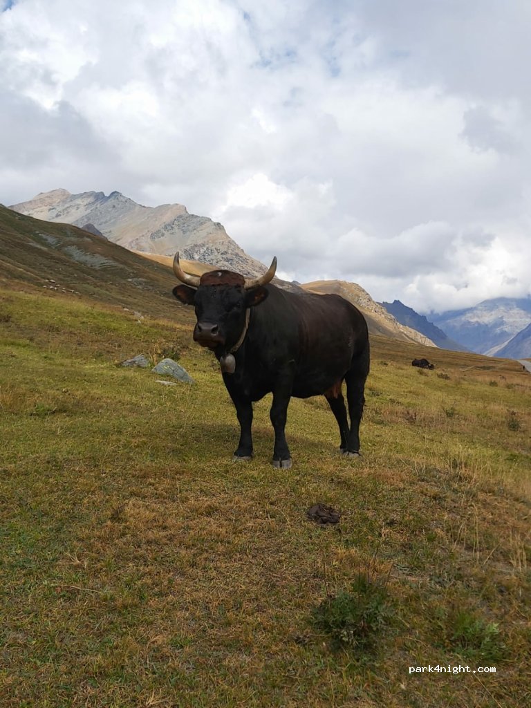 (11010) Valsavarenche - Unnamed Road — foto 4