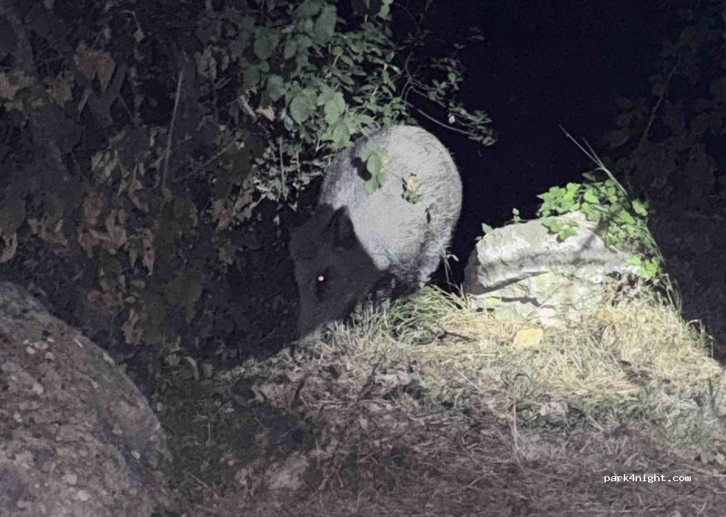 (06440) Peille - Unnamed Road — foto 5
