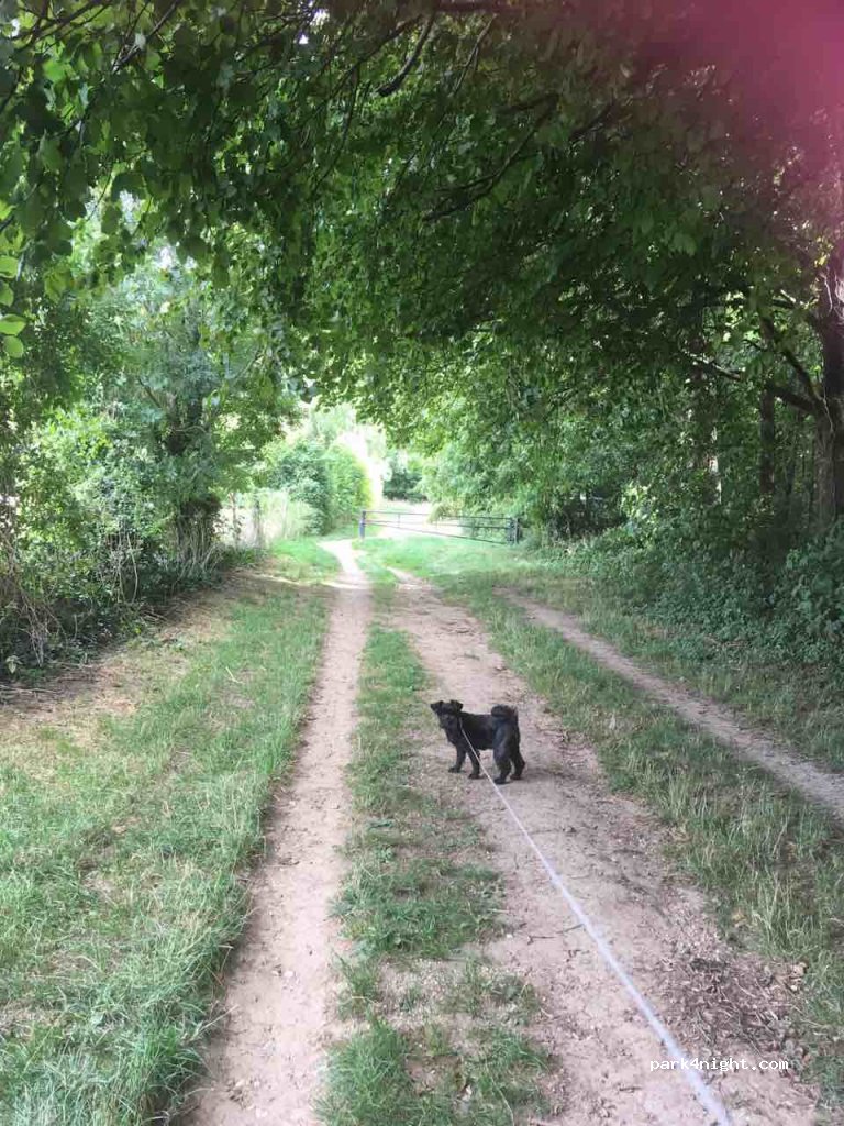 (BH21 4DZ) Kingston Lacy - Blandford Road — foto 2