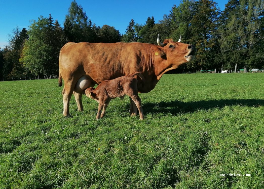 (83714) Miesbach - 33 Oberhöger — foto 3