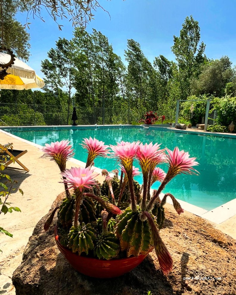 Palaz Cinco – Shaded Camper Pitches & Sunny Pool — foto 5