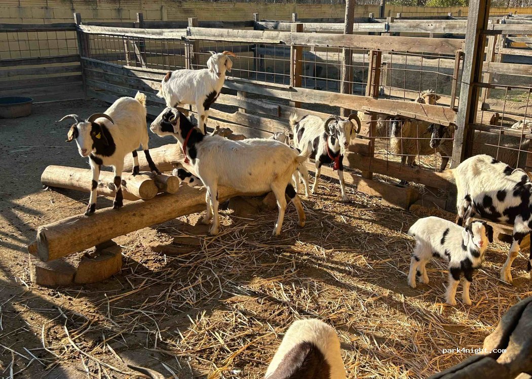 Granja Cal Cigarro — foto 4
