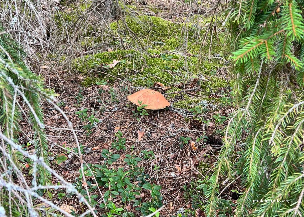 (598 92) Vimmerby - Unnamed Road — foto 2