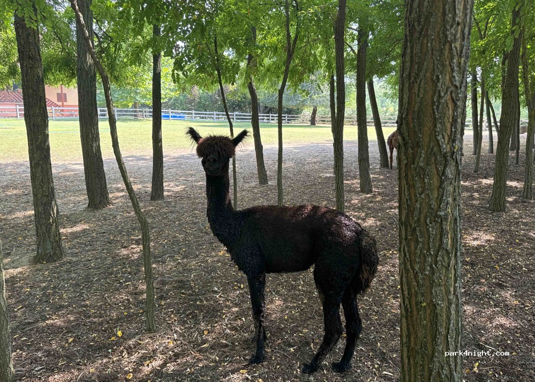 Alpaca Camp — foto