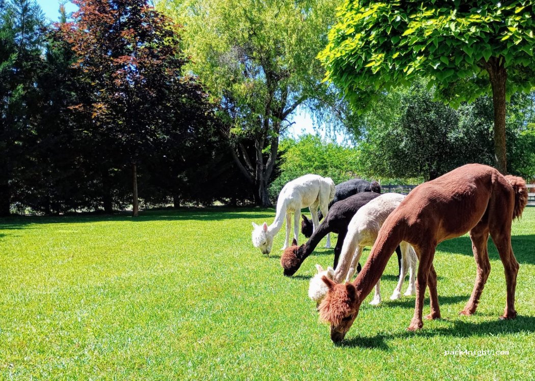 Alpaca Camp — foto 4