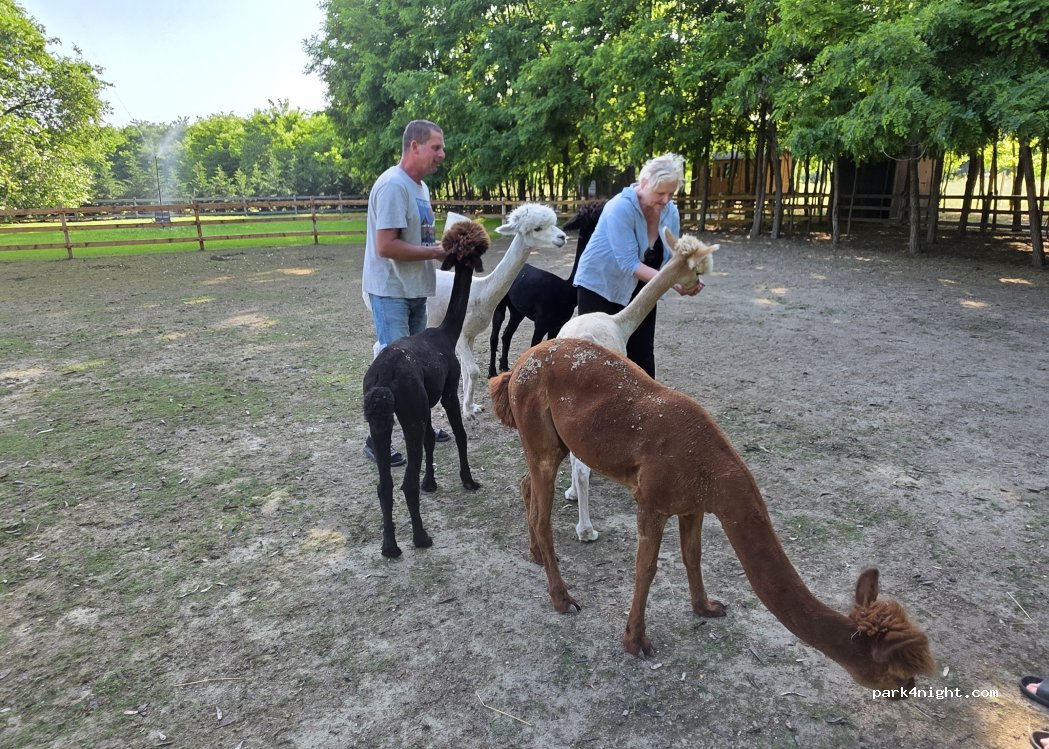 Alpaca Camp — foto 5