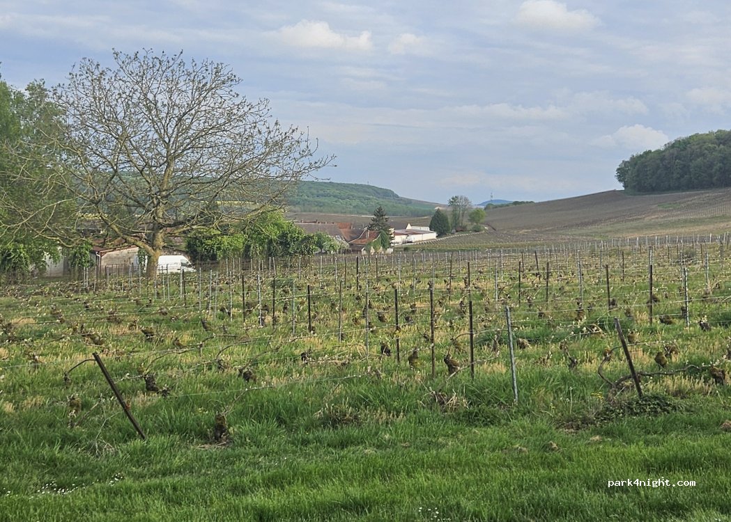 Champagne Petit-Triolet — foto 5