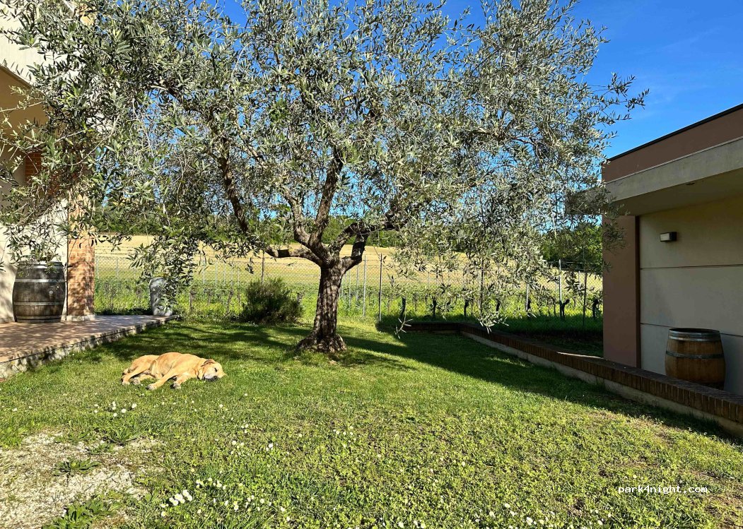 Podere Vecciano — foto 5