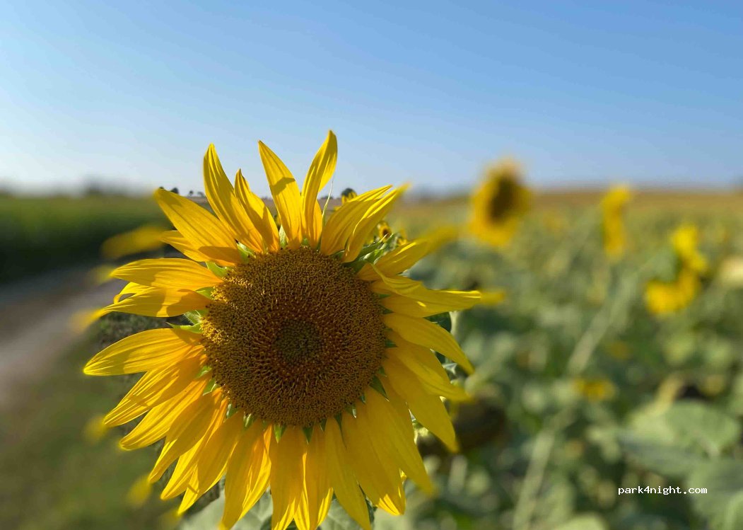 Aire-Naturelle de Camping du val de Dronne — foto
