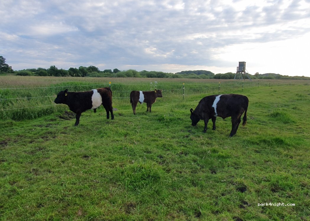 Wohnmobilwiese Hardesby-Knopp — foto 4