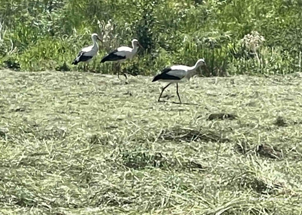 Banja Park Birkenfeld — foto 5