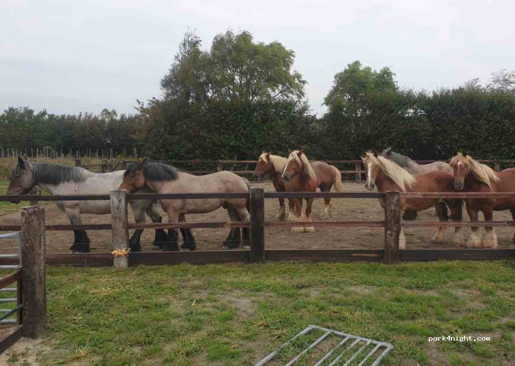 Beleefboerderij en camping de Stelle — foto 3