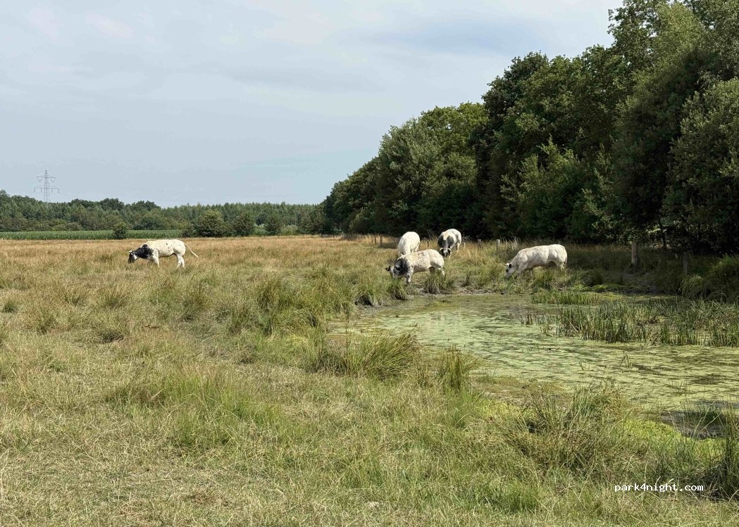 (6031 LP) Nederweert - 16 Weerterbosdijk — foto 3