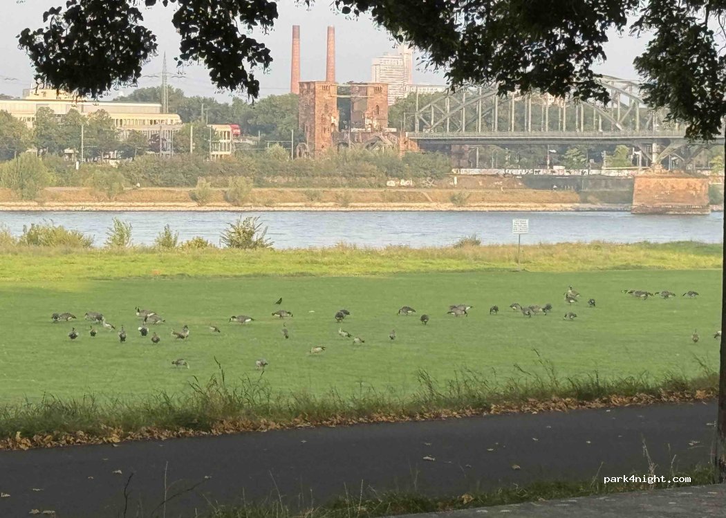 (51105) Köln - 90 Alfred-Schütte-Allee — foto