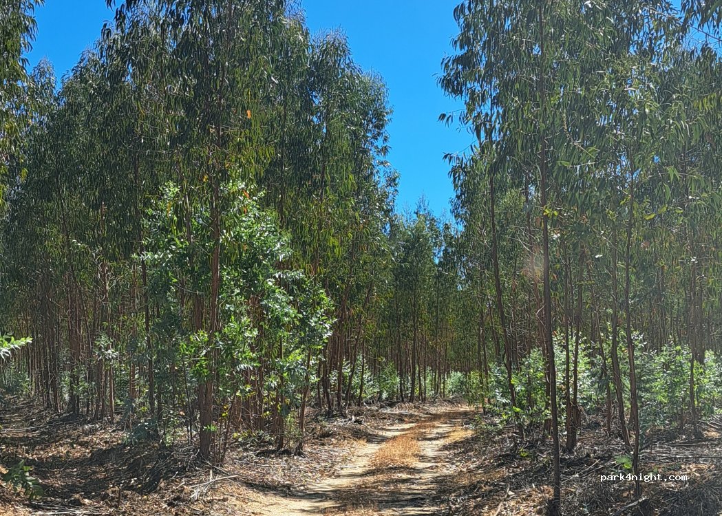 (6050) Amieira do Tejo - — foto