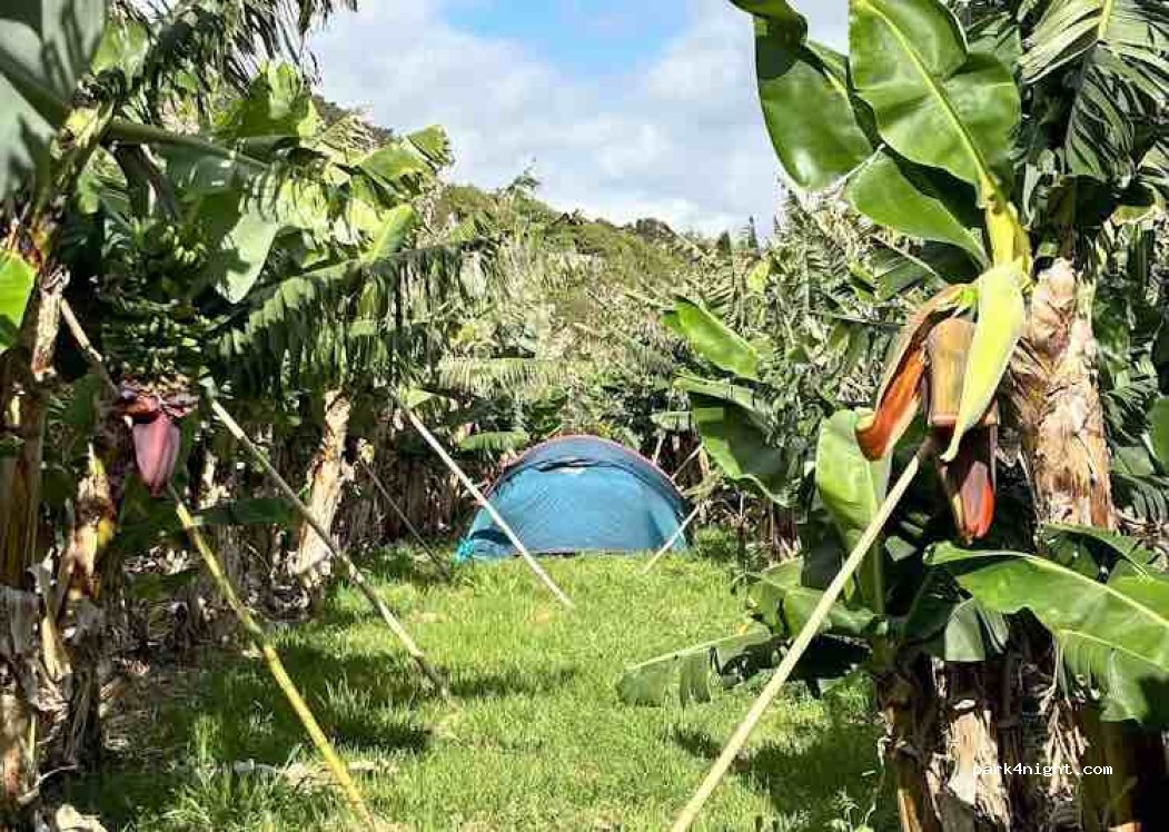 Banana Eco Camp — foto