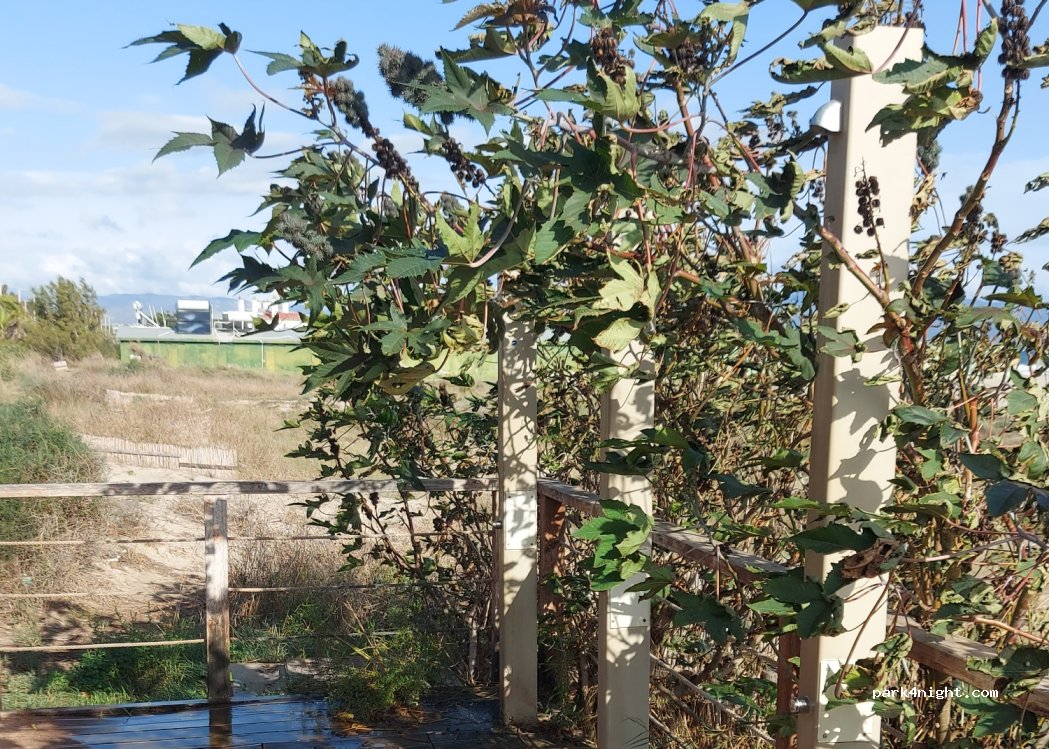 (09126) Cagliari - Viale Lungo Mare Poetto — foto 2