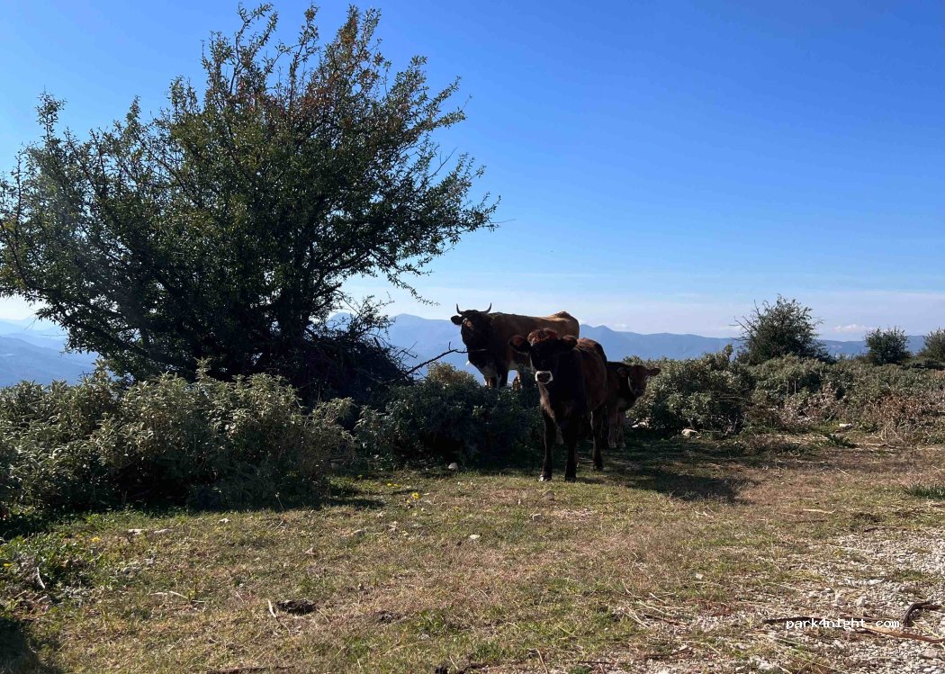(462 00) Souli - EO Ioanninon Igoumenitsas — foto 2