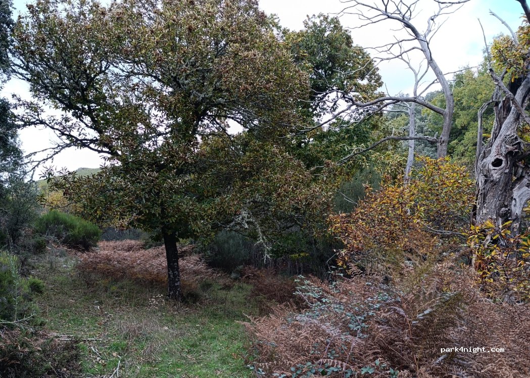 (49391) Rihonor de Castilla - Unnamed Road — foto 3