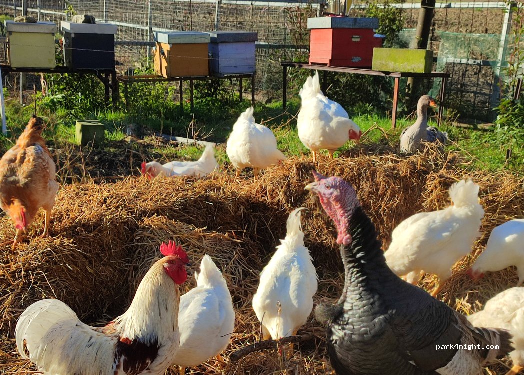 Azienda Agricola Alice in Wonderland — foto 2