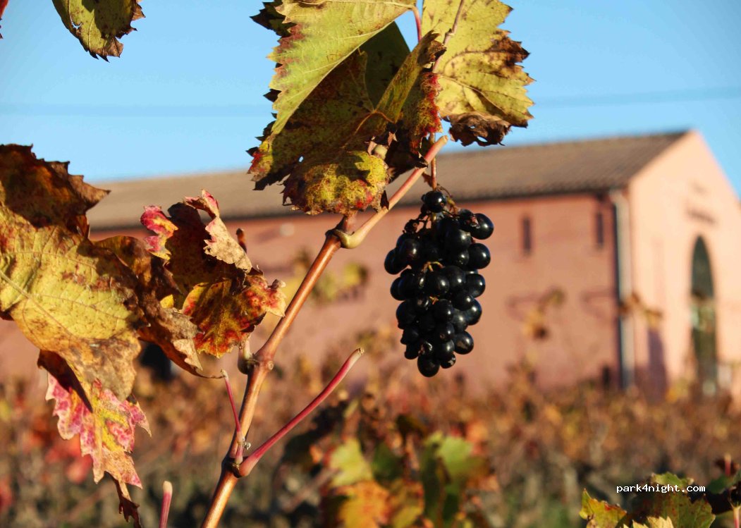 Domaine de Cabaudran — foto 3