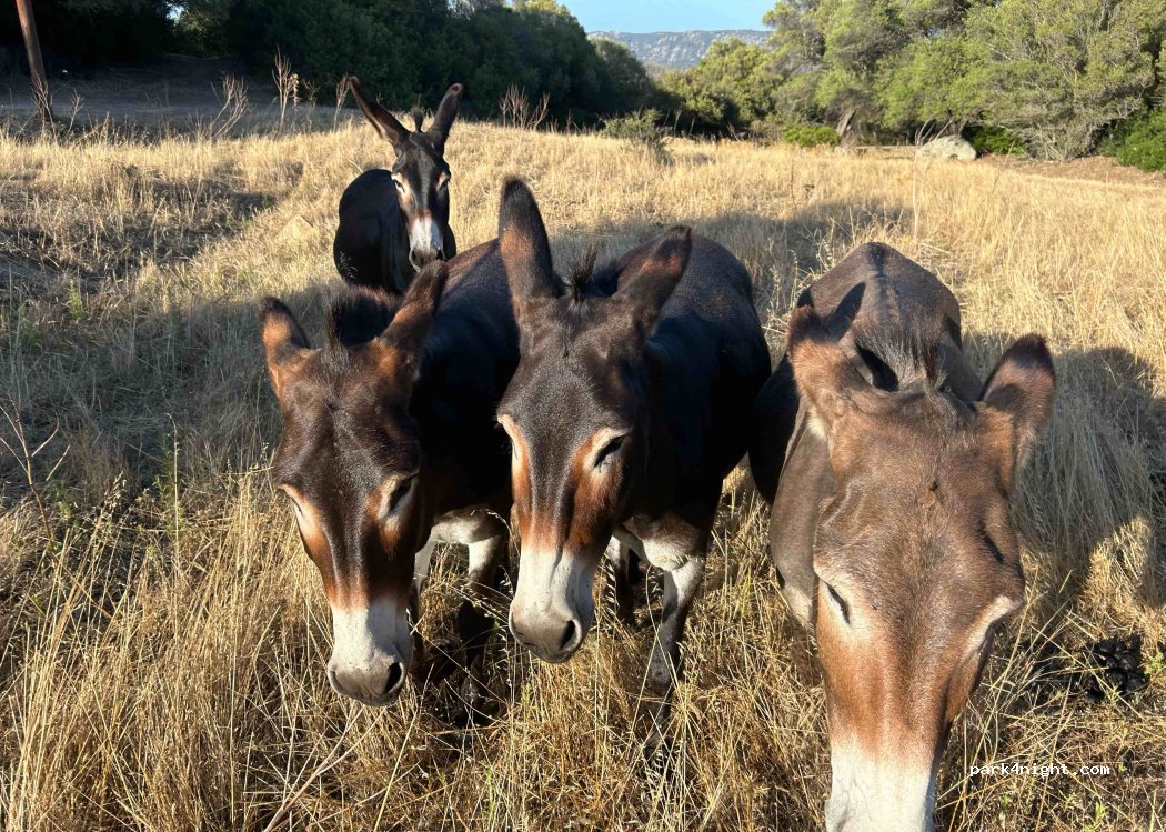 Stellplätze Nord-Ost Sardinien — foto 2