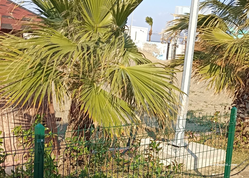 (31290) Arsuz - 31000 Gülcihan Köyü Yolu — foto