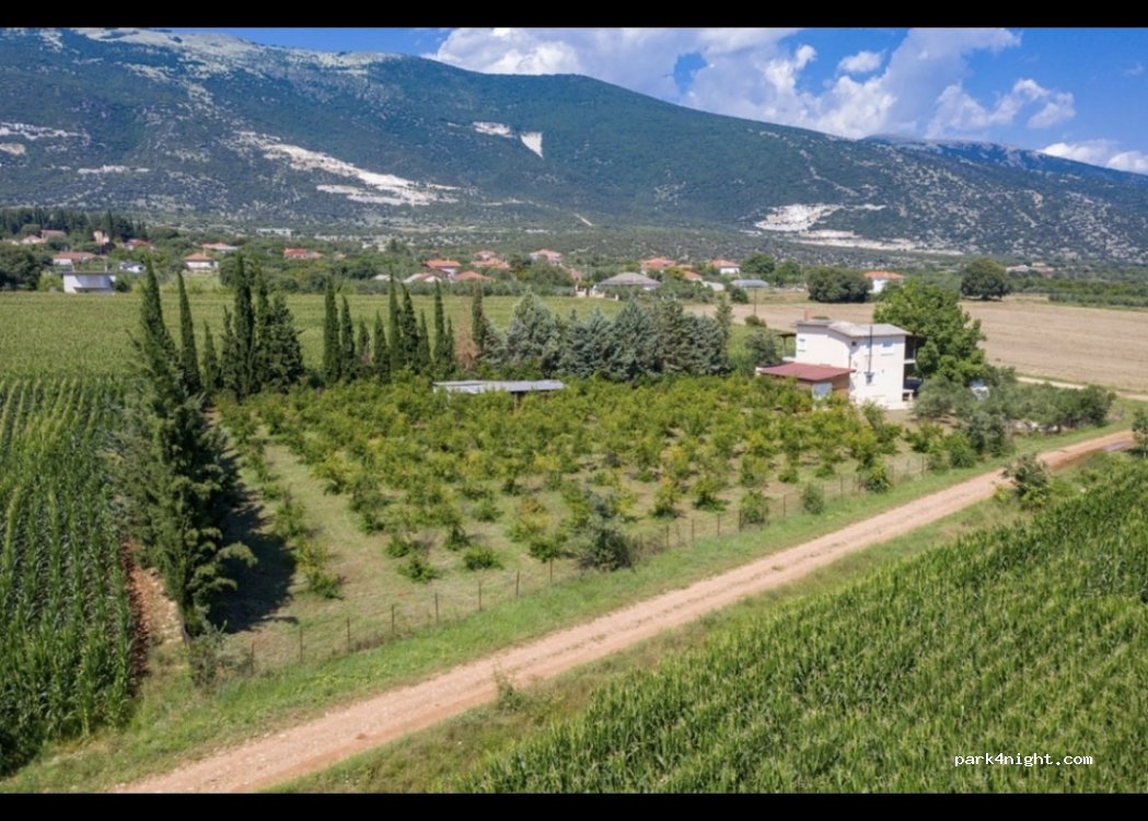Granatapfelplantage — foto 3