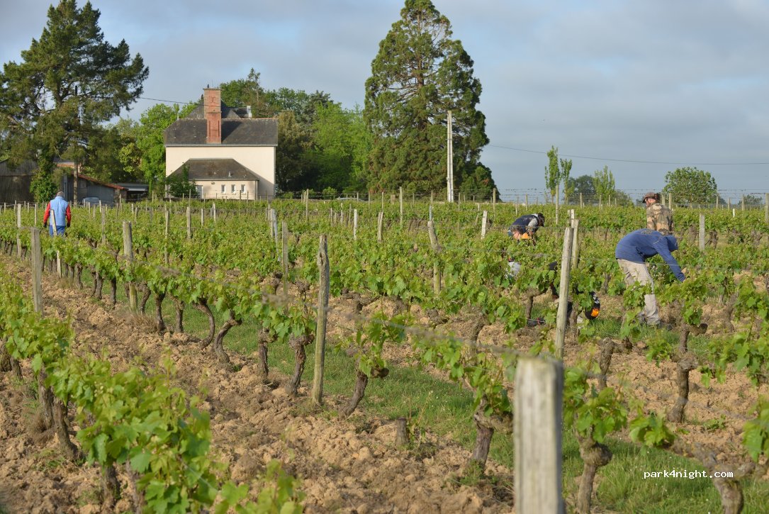 Séjour dans les vignes au Château La Viaudière — foto 3