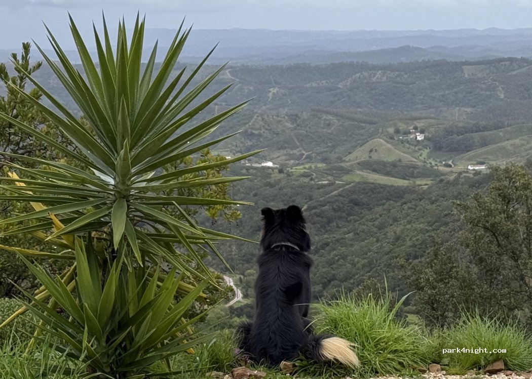 Monte Parreira — foto