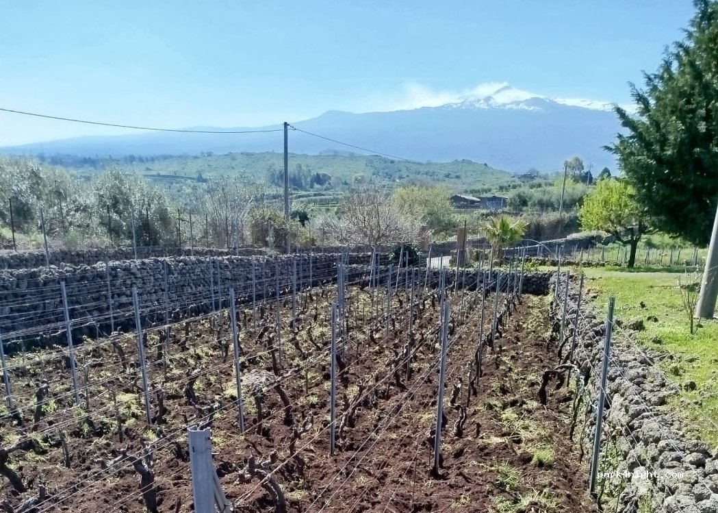 Azienda Vitivinicola Vigneti Vecchio — foto 3