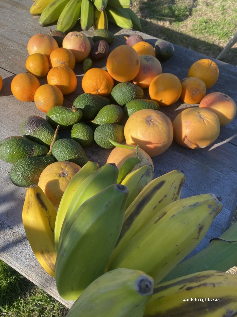 Salobreña Tropical Fruit Farm — foto