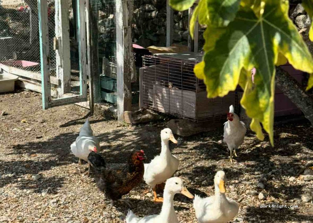 (35430) Urla - Pınarlı Sk. — foto 3