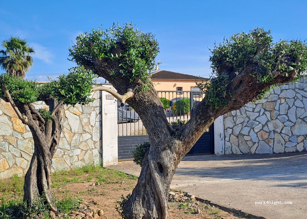 Dos olivas — foto 3