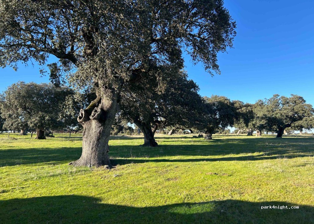 (37208) San Muñoz - — foto 2