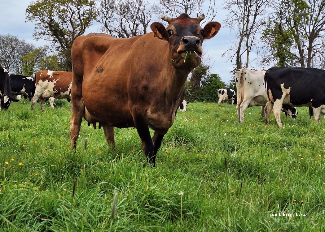 Ferme les Bouilles de Cauquigny — foto 5