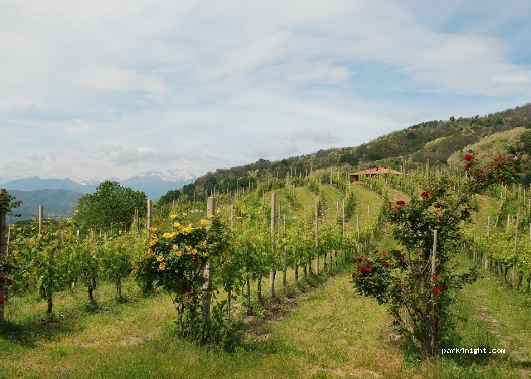 (28010) Boca - 1 Strada della Traversagna — foto