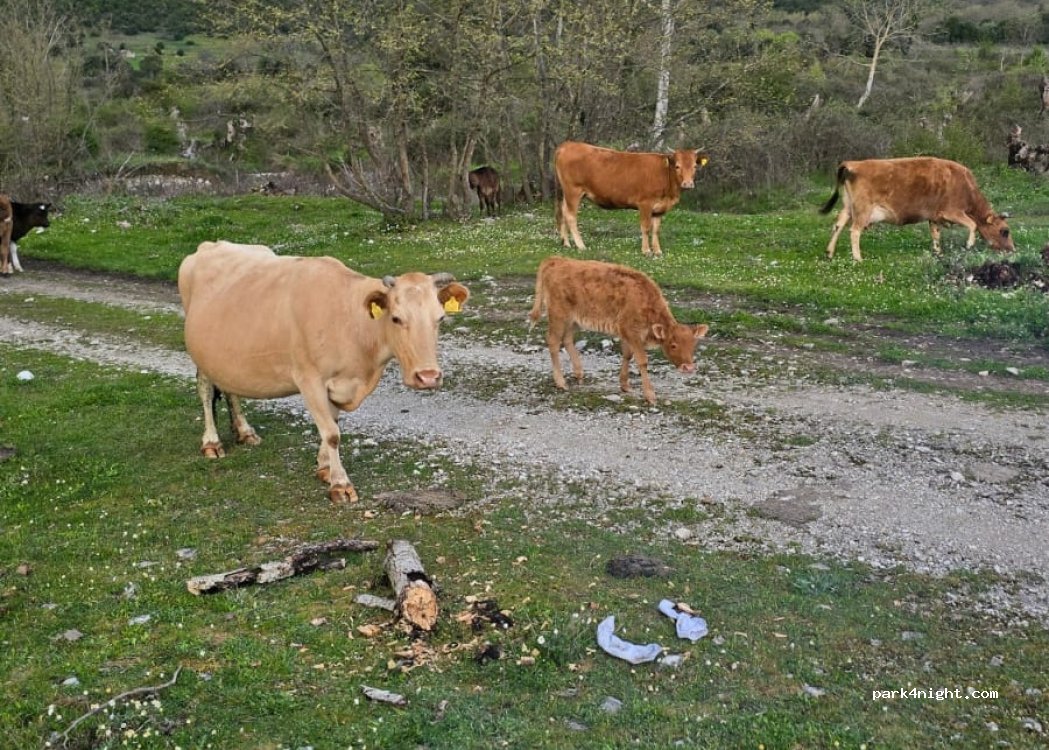 (6006) Llovinë - — foto 3