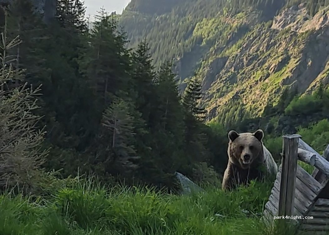 (557070) Cârțișoara - Transfăgărășan — foto 5