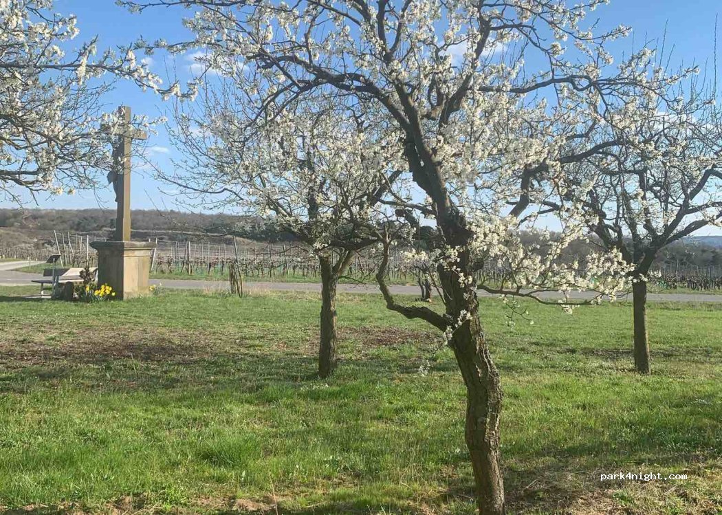 (97509) Kolitzheim - — foto 3